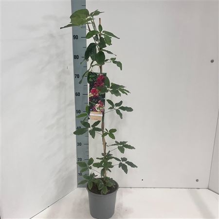 Akebia Quinata On Stick