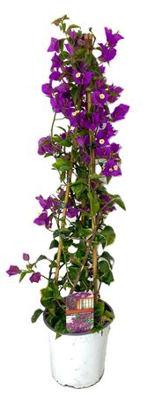 Bougainvillea Glabra Sanderiana