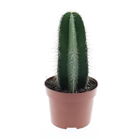 Isolatocereus Dumortirii E