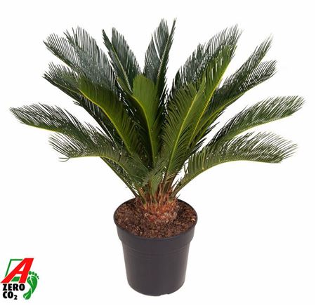 Cycas Revoluta 16+