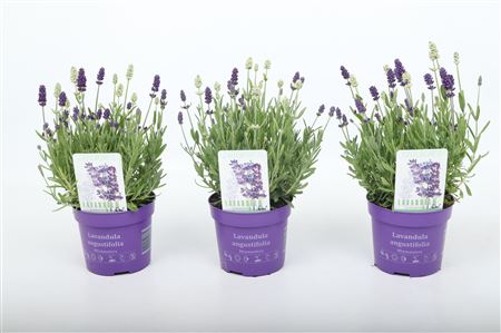 Lavandula An Mixmasters