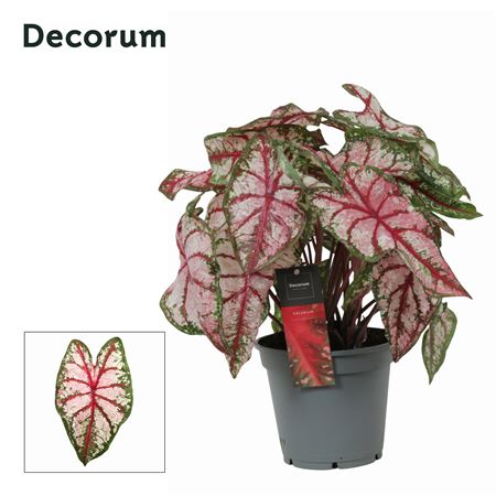 Caladium Rood (decorum)