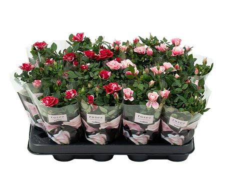Rosa Mix Gigi/piia
