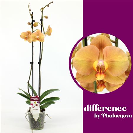 Phal 2st Karina 14+ (phalaenova)