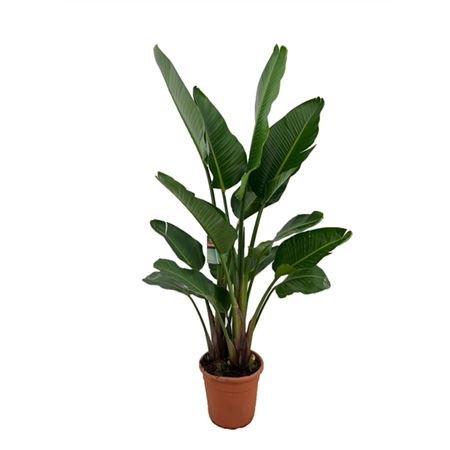 Strelitzia Augusta 3pp
