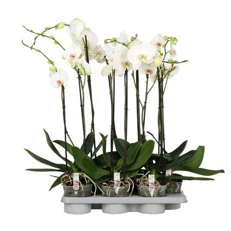 Phal 1st A2 White (opti)