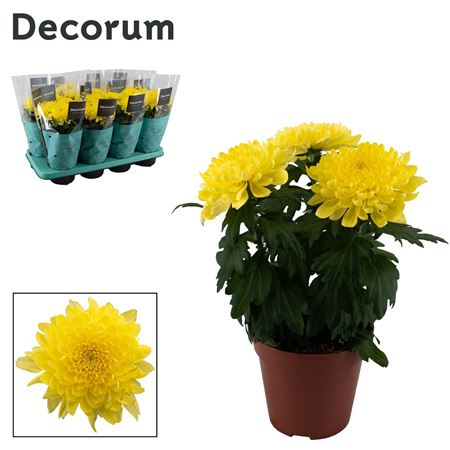 Chrys Zembla Yellow 3pp (decorum)