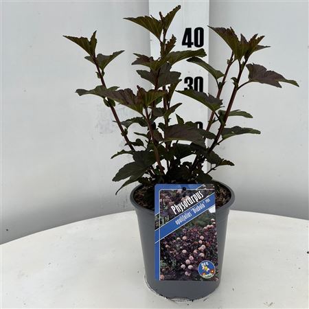 Physocarpus Op Diabolo