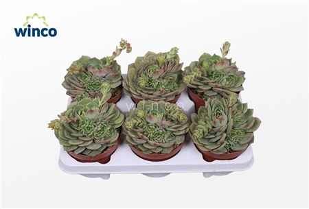 Echeveria Ramilette (flowering)