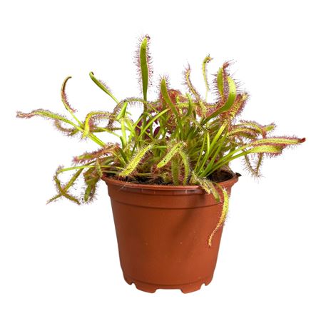 Drosera Capensis Broad Red