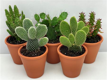 Opuntia Rozenpot