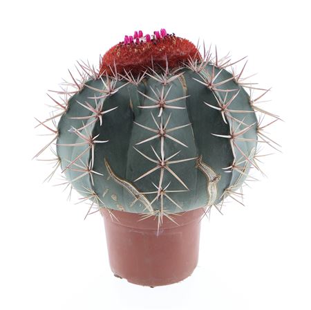 Melocactus Bahiensis Xxxl