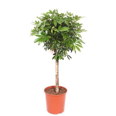 Schefflera Compacta On Stem