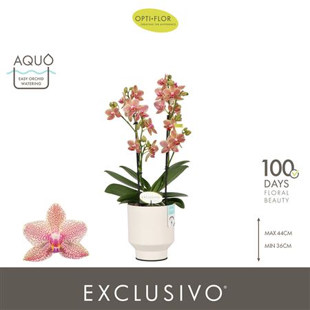 Phal Exclusivo Pikachu 2st In Emilia White Aquo