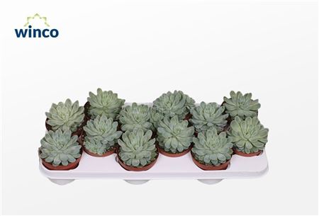 Echeveria Zonnestraal.