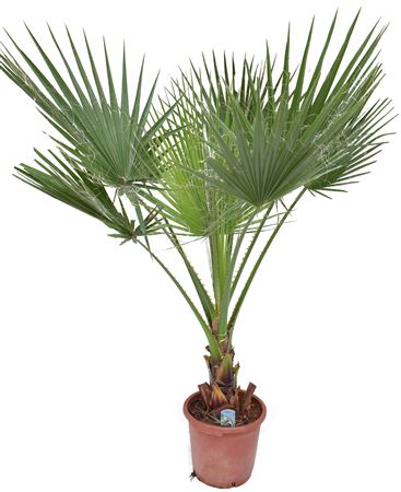 Washingtonia Robusta