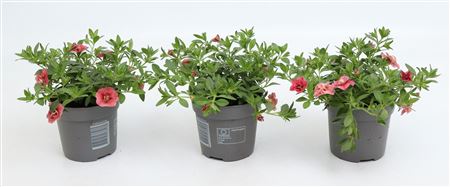 Calibrachoa Double Cabaret Apricot