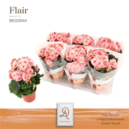 Begonia Borias (dolc'amore)