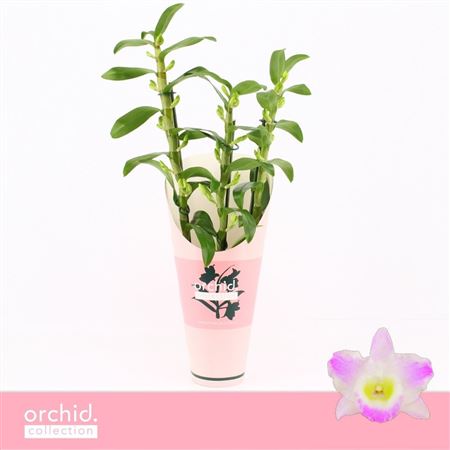 Dendr Nob 3st Pandora Orchid Collect