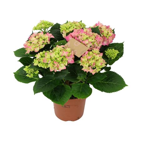Hydrangea Ma Pink 9+