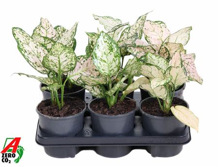Aglaonema Pink Eileen