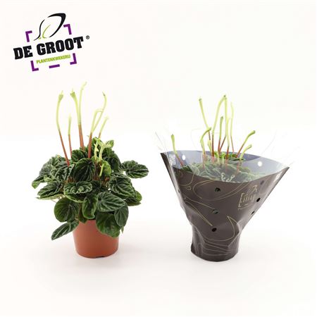Peperomia Lilian + Flowers