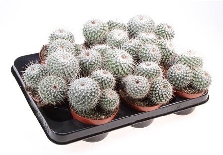 Mammillaria Haageana