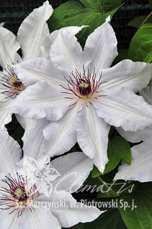 Клематис гибридный Сноу Куин