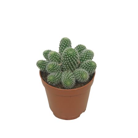 Rebutia