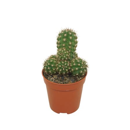 Chameocereus Ubink Red