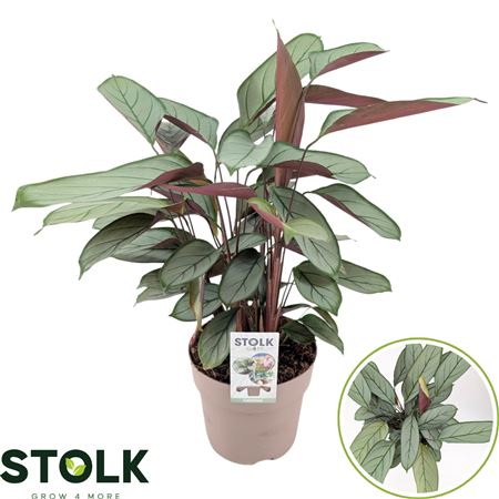 Ctenanthe Green Flag