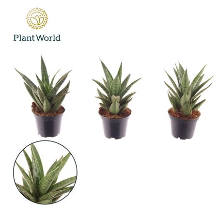 Sansevieria Sem (decorum)