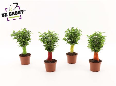 Ficus Be Jute Stem Colour Stem