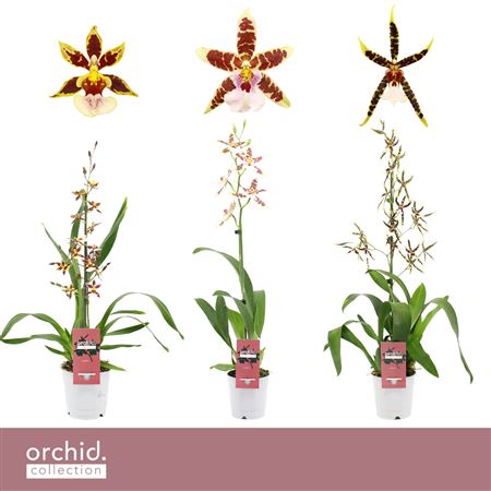 Cambria 1st Mix Orchid Collection