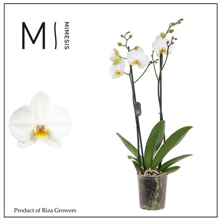 Phal 2st London 16+ (orchid Growers)