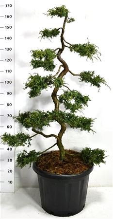 Juniperus Comm Hornibrookii