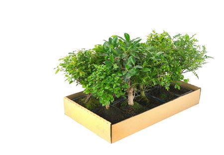 Bonsai Mix 5 Years With Saucer