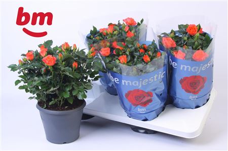 Rosa Jewel Patio Orange (bm)