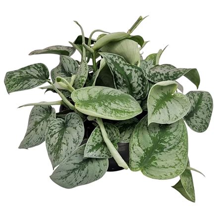 Scindapsus Pictus Trebie Bush