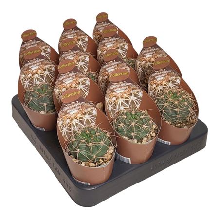 Gymnocalycium Spegazzini Potcover