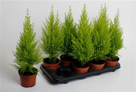 Cupressus Macrocarpa