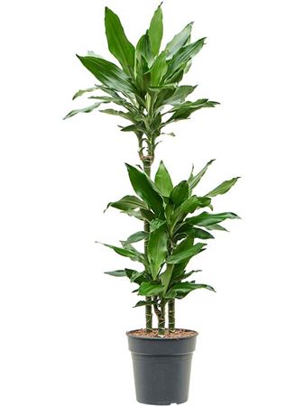 Drac Burundii 60-30-15