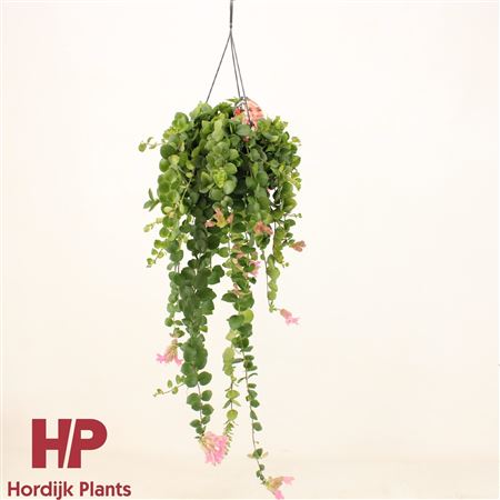 Aeschynanthus Pink Polka