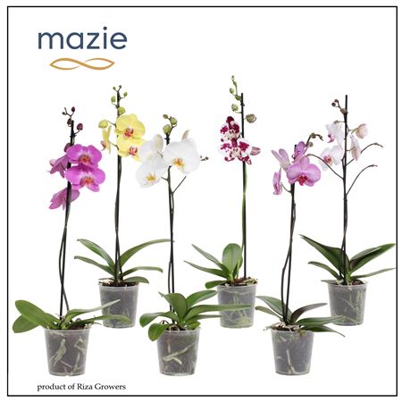 Phal 1st Mix 6+ (maarel) (a)
