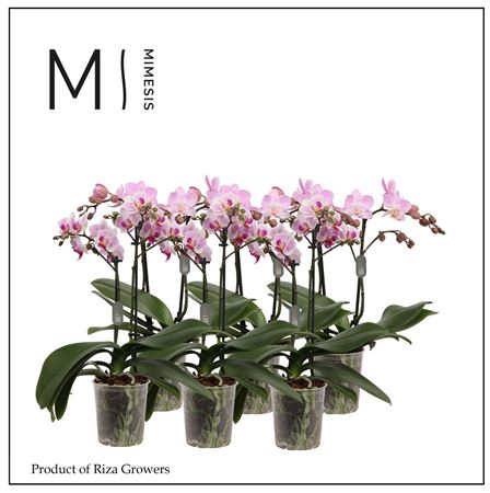 Phal 2st Light Pink 16+ (tog)