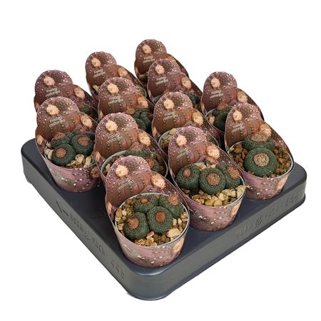 Frailea Castanea Potcover