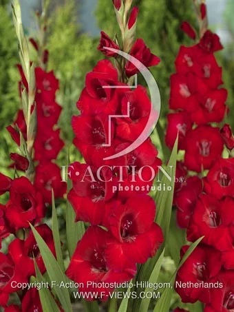 Гладиолус крупноцветковый Тавира