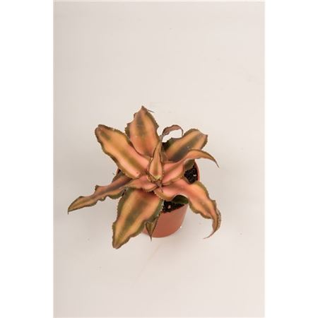 Cryptanthus Bivitatus