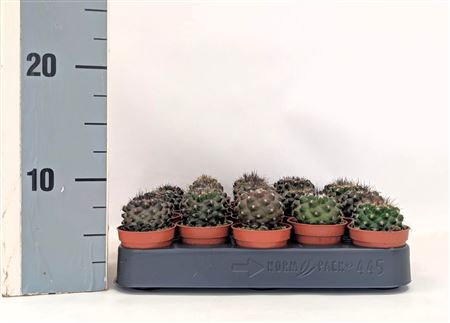 Copiapoa Humilis