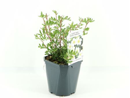 Potentilla Frut Abbotswood